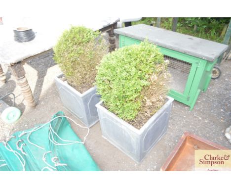 A pair of garden planters with boxed hedges