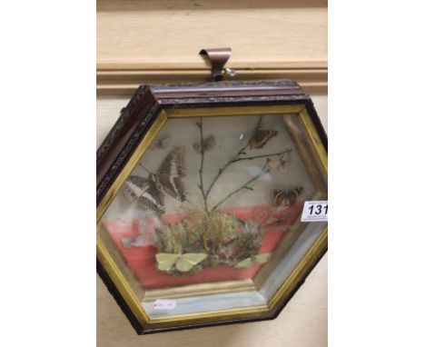 Vintage Display of Butterflies in an Hexagonal Display Case