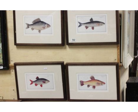 Set of Four Framed and Glazed ' Fish ' Prints
