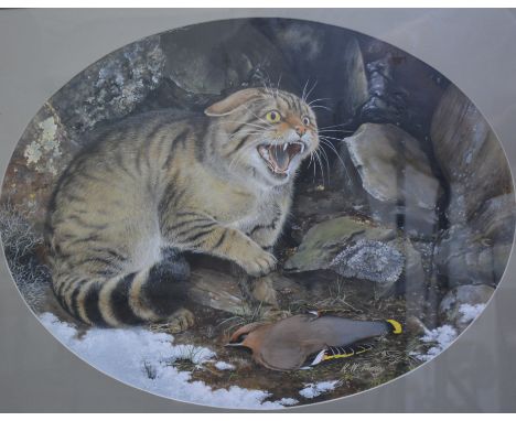 K. W. Padley (1926-2006), "Scottish Wildcat with Waxwing", gouache, oval 43cm x 58cm, signed bottom right. 