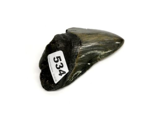 Taxidermy interest. A genuine fossil of a Megalodon tooth.