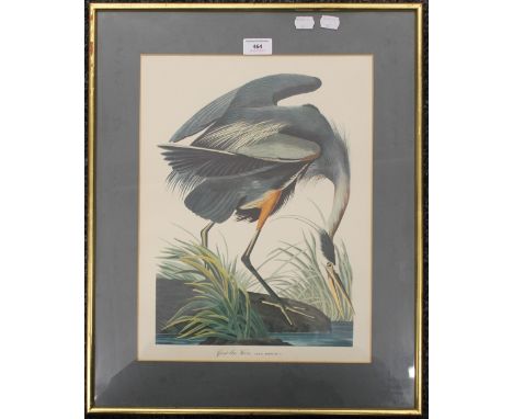 Great Blue Heron, print, framed and glazed. 30.5 x 40.5 cm.