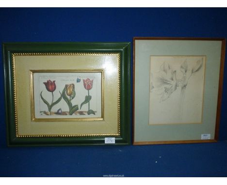 A decorative well framed botanical print in the 17th century taste, 18 1/2" x 15 1/2" and a drawing of Amaryllis, 13 1/2" x 1