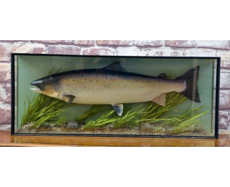LATE 20TH CENTURY TAXIDERMY SALMON, mounted in glazed case with river bed setting, gilt lettering "Caught by Terence Phillips