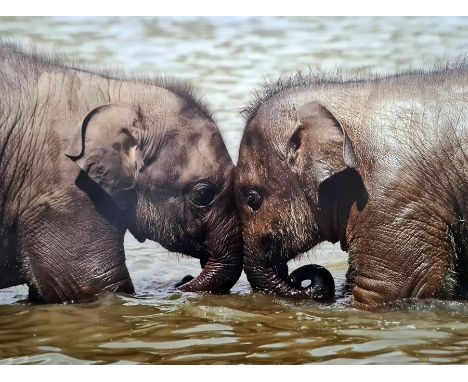 Large canvas print of baby elephants and two botanical canvas prints (3) 