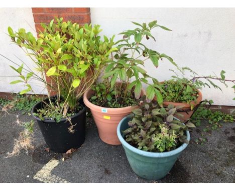Garden plants: A Collection of outdoor potted garden plants