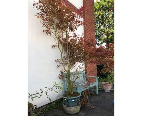 Garden plants: A large red garden Acer approx 7ft tall