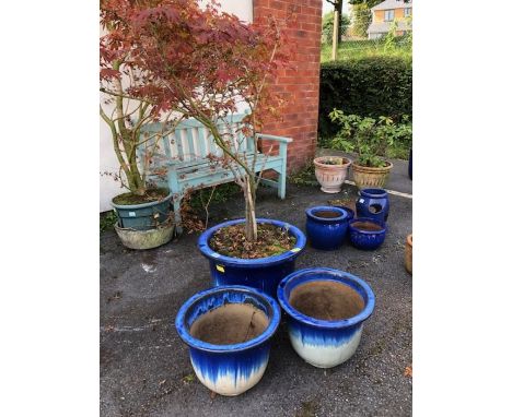 Garden plants: A red garden Acer approx 5ft tall in Blue Glazed pot with two matching smaller pots