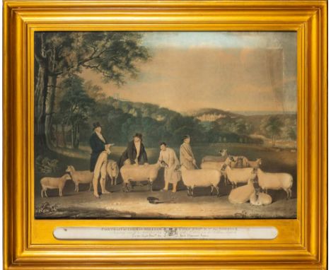 SOUTH-DOWN SHEEP : large hand coloured aquatint titled, "Portrait of Thomas William Coke Esqr .. for Norfolk, inspecting some