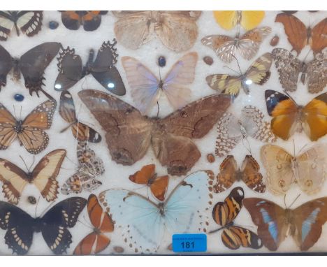 A mounted and framed ménage of vintage butterflies, Location: 2:3 