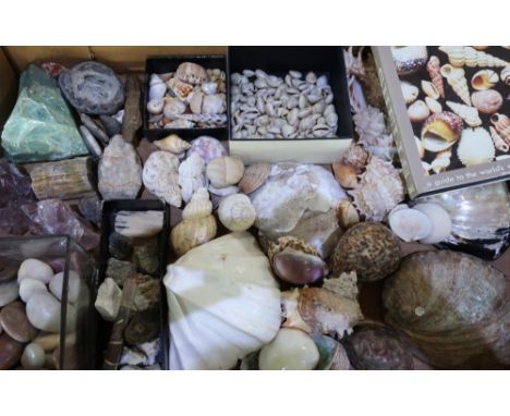 Box containing a large quantity of various assorted sea shells, gem stones, minerals etc including The Encyclopedia of Shells