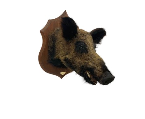 Taxidermy: European Wild Boar (Sus scrofa), adult male shoulder mount looking straight ahead, with mouth agape, on a wooden s