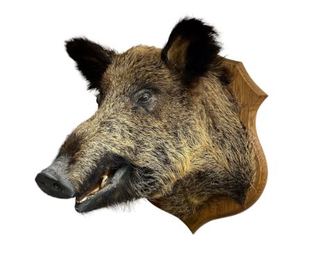 Taxidermy: European Wild Boar (Sus scrofa), adult male shoulder mount looking straight ahead, with mouth agape, on a wooden s