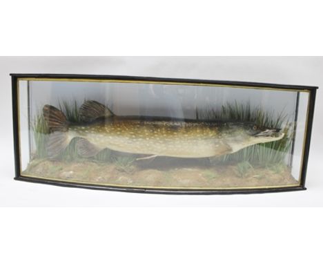 J.E. SHELBOURNE, Taxidermist Leicester A PIKE, mounted in naturalistic setting with painted backdrop, caught by "J. Marston 1