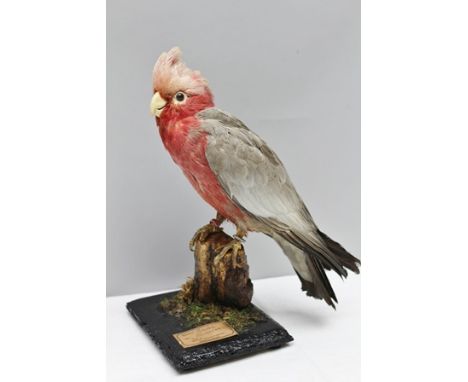 PETER J. FARRINGTON A "GALAH COCKATOO" modelled open mounted on a tree stump, on rectangular plinth base, height 30cm, bears 