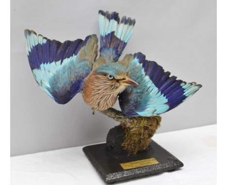 PETER J. FARRINGTON "INDIAN BLACK-BILLED ROLLER", modelled on a tree stump, on rectangular plinth base, 29cm high, bears labe