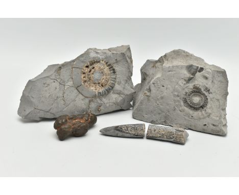 A SMALL SELECTION OF FOSSIL SPECIMENS, to include two halves of ammonite fossil with a further ammonite to the outside approx