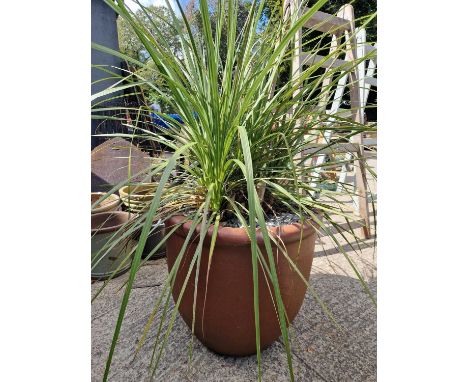 A large terracotta planter with cordyline palm
