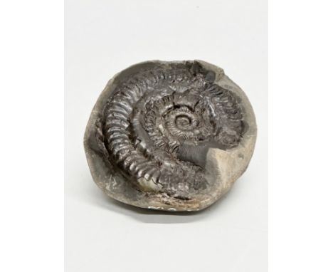 A Jurassic Period Hildoceras ammonite fossil. 13x6cm