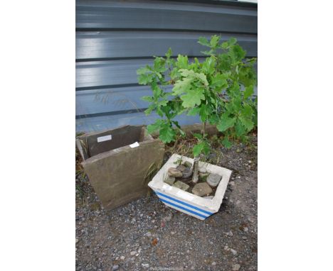 A concrete planter with small Oak tree and a slate planter.