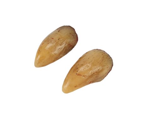 STAR WARS: THE EMPIRE STRIKES BACK (1980) - Pair of Yoda FingernailsA pair of Yoda fingernails from Irvin Kershner's Star War