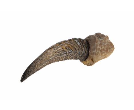 JURASSIC PARK FRANCHISE (1993 - 2022) - Raptor ClawA raptor claw from the Jurassic Park film series. The velociraptors used t