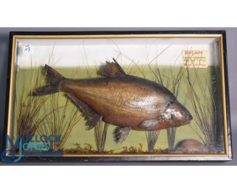 Cased Fish - Preserved Bream within glazed flat front case with gilt slip, 28" x 17" approx. mounted over reeds with green gr