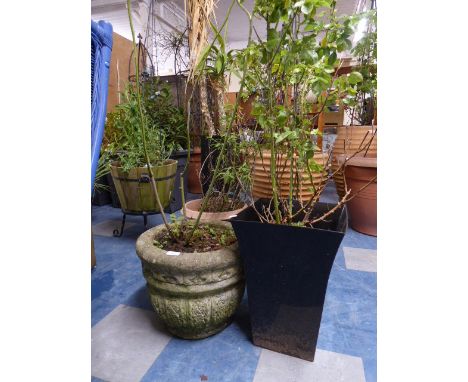 One Reconstituted Stone Circular Planter and One Plastic Planter both Containing Roses