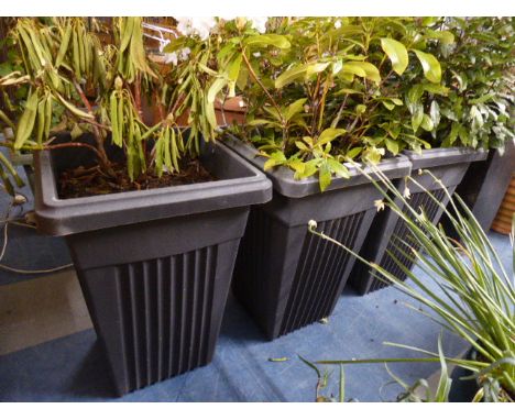 Three Patio Planter Containing Various Shrubs 