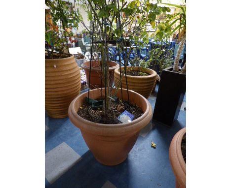 A Large Circular Plastic Planter Containing Metal Climbing Frame 