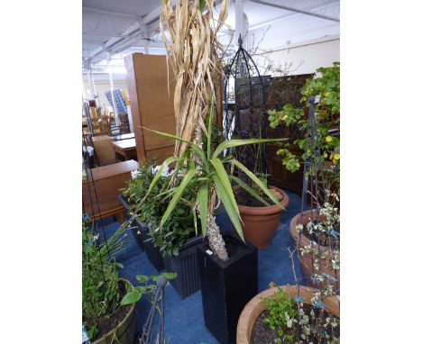 A Square Planter Containing Palm 
