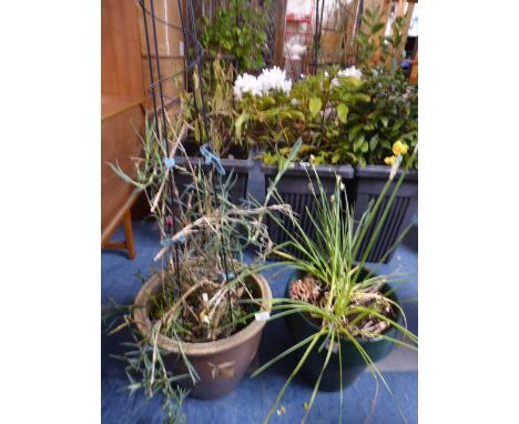 Two Circular Ceramic Patio Planters Containing Shrubs and Daffodils 