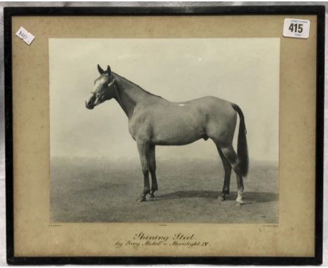 An early 20th century horse portrait photograph of 'Shining Steel by Grey Metal-Moonlight IV', by W.W. Rouch &amp; Co.