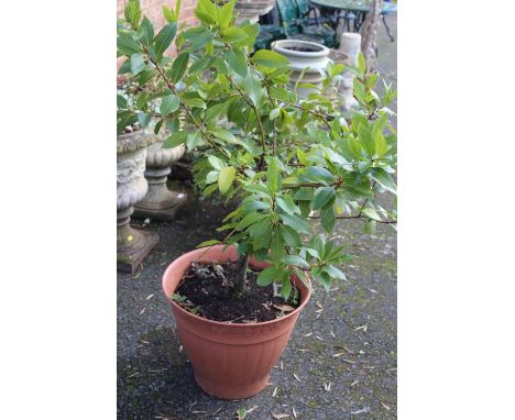 A LARGE PLASTIC PLANTER PLUS CONTENTS