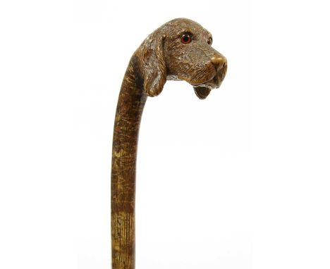 A Brigg spaniel's head walking stick,hazel, the handle carved with the head of a spaniel, with glass eyes and brass ferrule, 