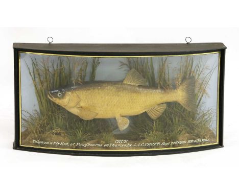 A taxidermy chub by J Cooper &amp; Sons, stuffed and mounted in a bow front case, in a naturalistic setting with a blue backg