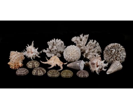Assorted decorative sea shells and coral, (qty). 