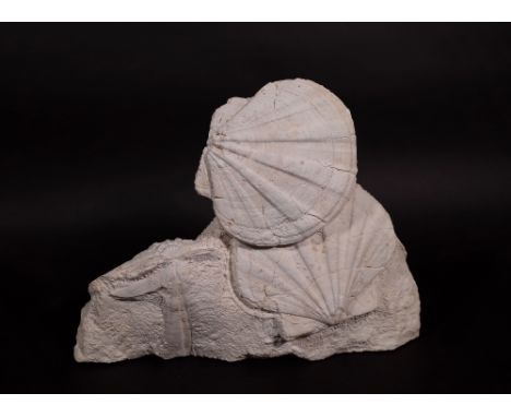 A white scallop shell fossil group, 39cm wide x 30cm high. 