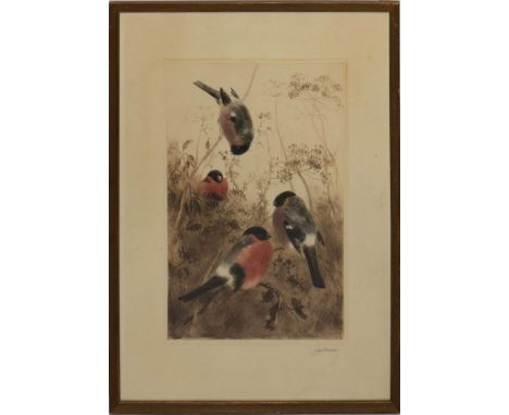 Meyer-Eberhardt, Kurt (auch Curt) (1895 Leipzig - München 1977) Dompfaffen. Frabradierung (gebräunt, fleckig), re. u. mit Ble