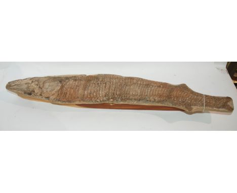 An early fossil, 64cm wide and tripod Condition Report: Available upon request