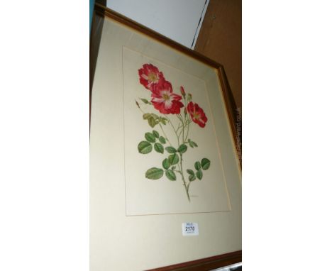 Anne Marie Trechslin (Swiss) Print of Roses