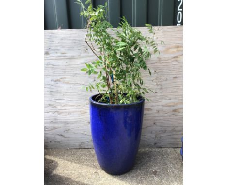 Glazed Planter and Contents - Wisteria - Planter H65cm 
