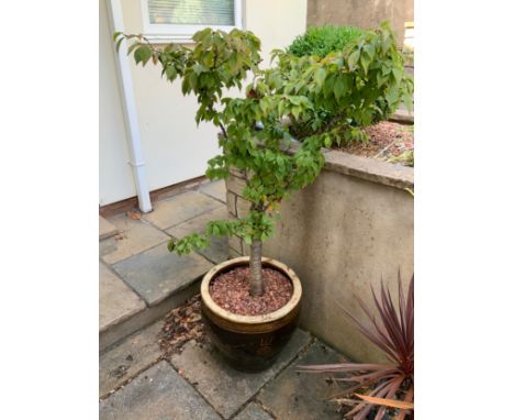 Glazed Garden Planter and Shrub - 40cm H 