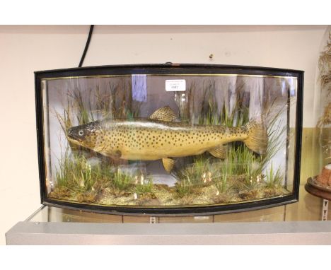 Taxidermy interest: A Bow fronted, cased Fish: Important label :J Cooper & Sons28 Radnor StSt LukesLondon ECExcellent conditi