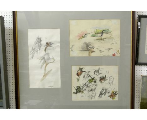 A framed collection of three sheets of pencil, ink, charcoal and watercolour ornithological studies by Andrew Waddington incl