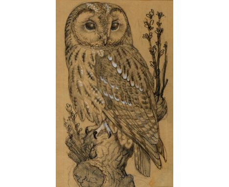 ɑ Charles Frederick Tunnicliffe, a portrait of an owl, pencil heightened with bodycolour on paper, David Ker Fine Art label v