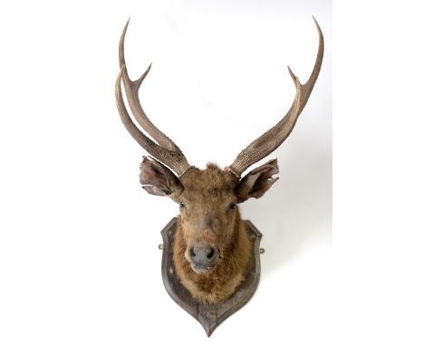 Taxidermy:  A stag's head, by Rowland Ward, with 6 point antlers, the shield with R W gauged mark, 81 cm wide   Condition rep