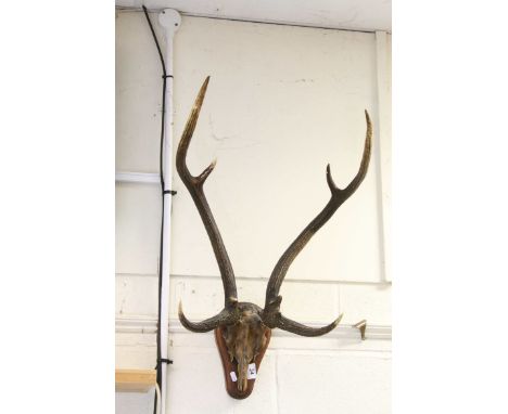 Nine Point Stag Antlers and Skull mounted on a Wooden Plinth, approx. 70cms high