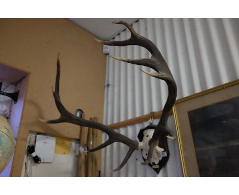 Eleven Point Mounted Stag Antlers and Skull, mounted on an Oak Shield Shaped Plinth with plaque reading ' Brockey, Co. Wicklo