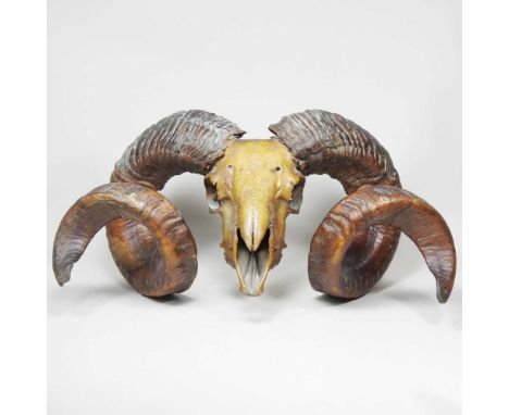 A taxidermy ram's head skull, with horns, 48cm wide